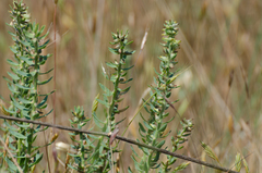 Thymelaea pubescens