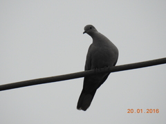 Streptopelia decaocto