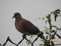 Streptopelia senegalensis