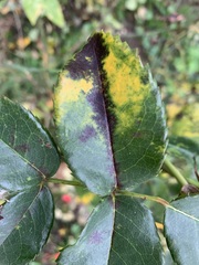 Diplocarpon rosae