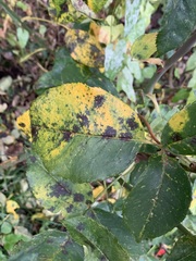 Diplocarpon rosae