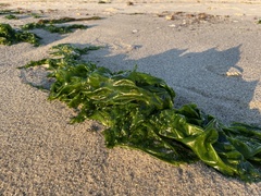 Ulva lactuca