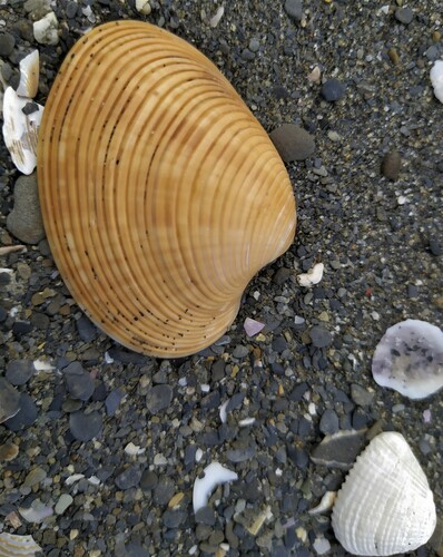 Paphia amabilis observed 2020-05-18