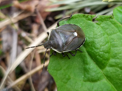 Chlorochroa pinicola