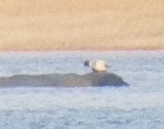 Phoca vitulina