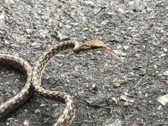 Dryophiops rubescens