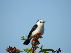 Fluvicola albiventer