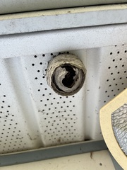 Dolichovespula arctica