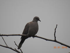 Streptopelia decaocto
