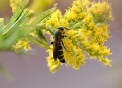 Megacampsomeris prismatica