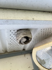 Dolichovespula arctica