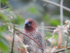 Lonchura punctulata