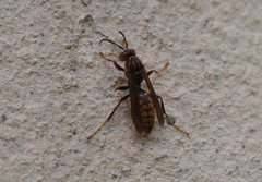 Polistes jokahamae