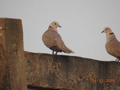 Streptopelia decaocto