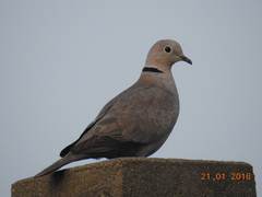 Streptopelia decaocto