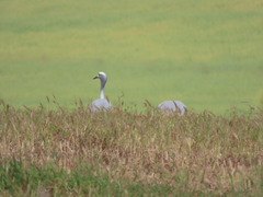 Anthropoides paradiseus