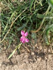 Dianthus