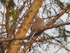 Streptopelia senegalensis