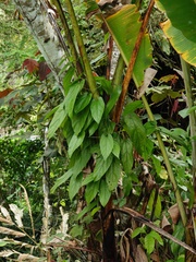 Aristolochia acuminata