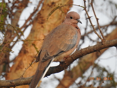 Streptopelia senegalensis