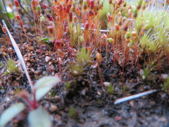 Bryum