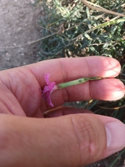 Dianthus