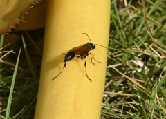 Sceliphron madraspatanum