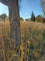 Panicum virgatum