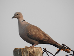Streptopelia decaocto