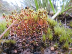 Bryum