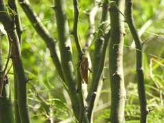 Schistocerca flavofasciata