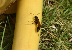 Sceliphron madraspatanum