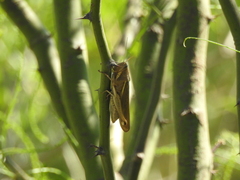 Schistocerca flavofasciata