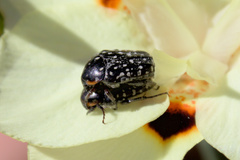 Oxythyrea marginalis