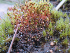 Bryum