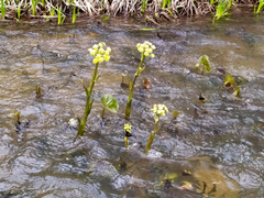 Petasites radiatus