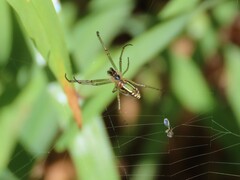Leucauge festiva