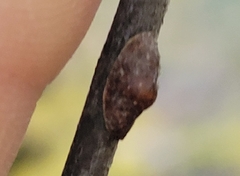 Parthenolecanium corni