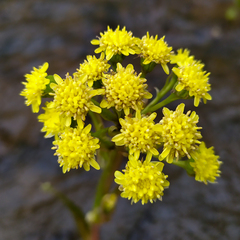 Petasites radiatus