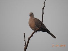 Streptopelia decaocto