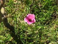 Modiolastrum gilliesii