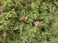 Modiolastrum gilliesii