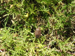 Carpocorini