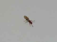 Tetramorium sericeiventre