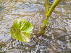 Petasites radiatus