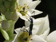 Hypocrites scabriusculus