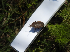 Carpocorini
