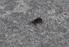 Ectrychotes andreae