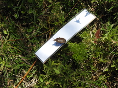 Carpocorini