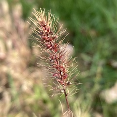Setaria